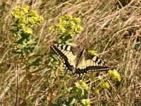 Foto: Koninginnenpage [Papilio machaon] Nice France